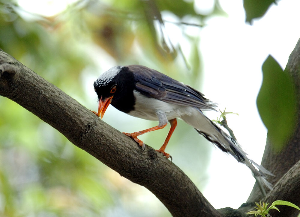 ݴѧ CAI BIRD