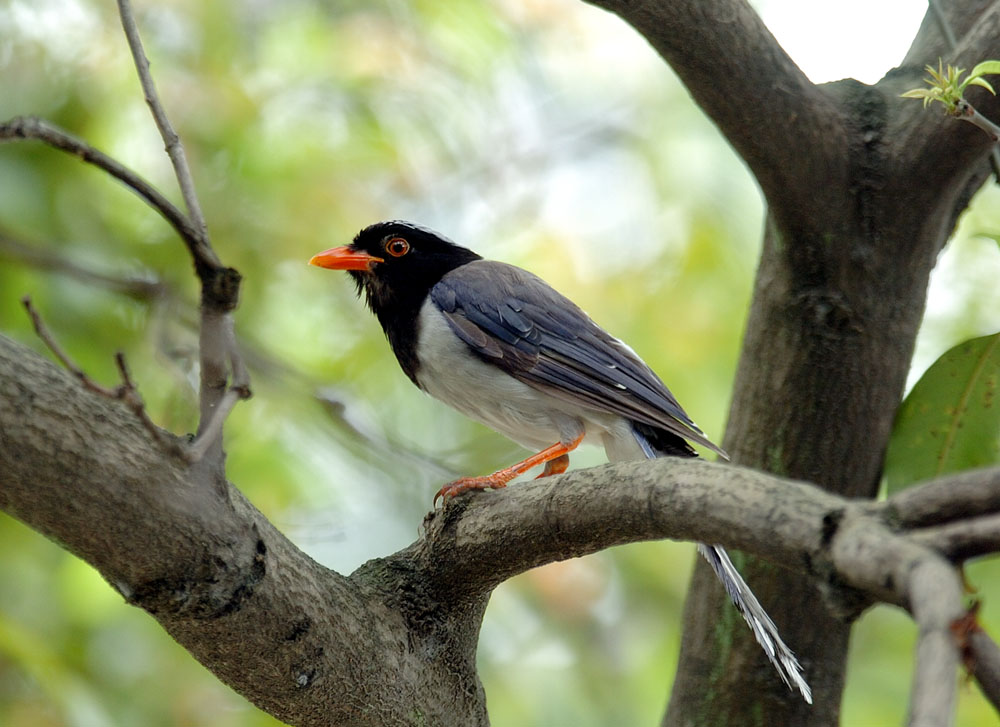 ݴѧ CAI BIRD