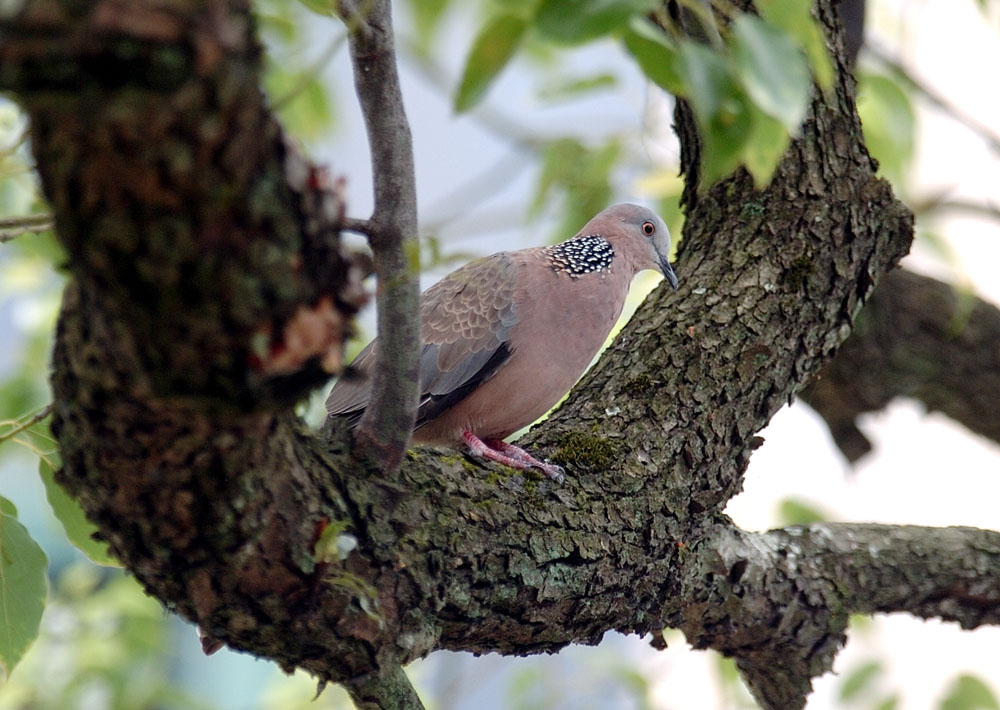 ݴѧ CAI BIRD