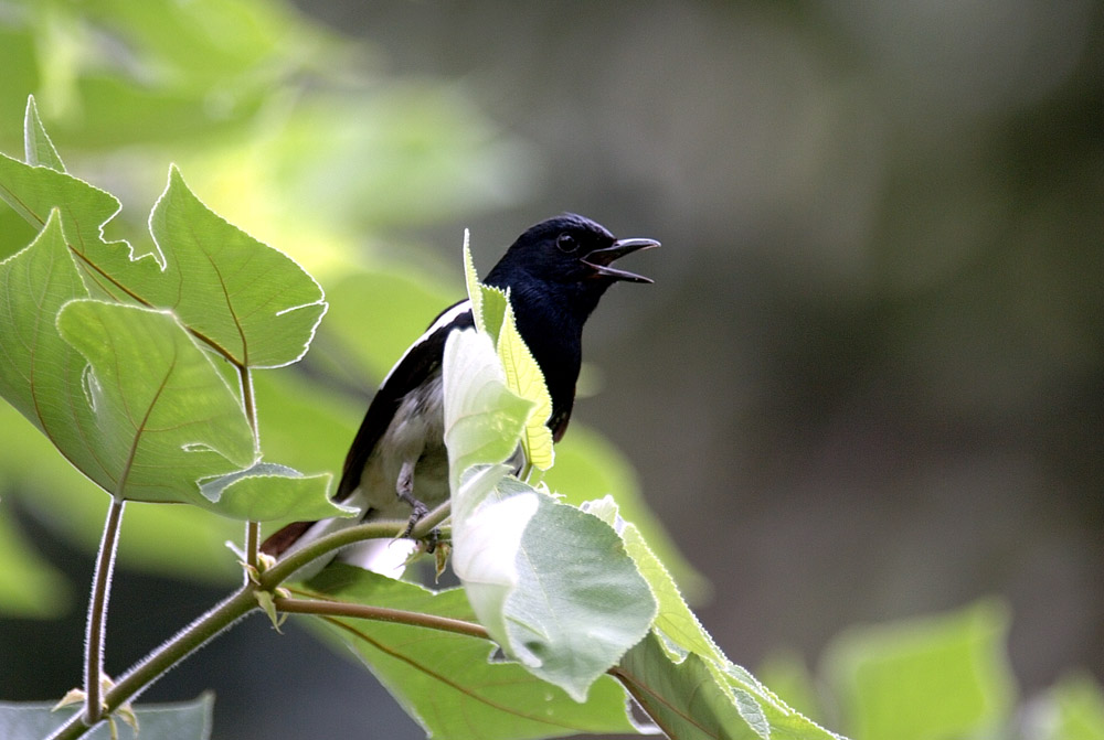 ݴѧ CAI BIRD