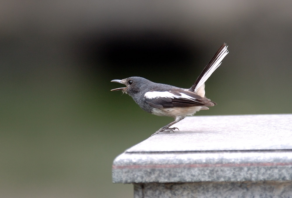 ݴѧ CAI BIRD