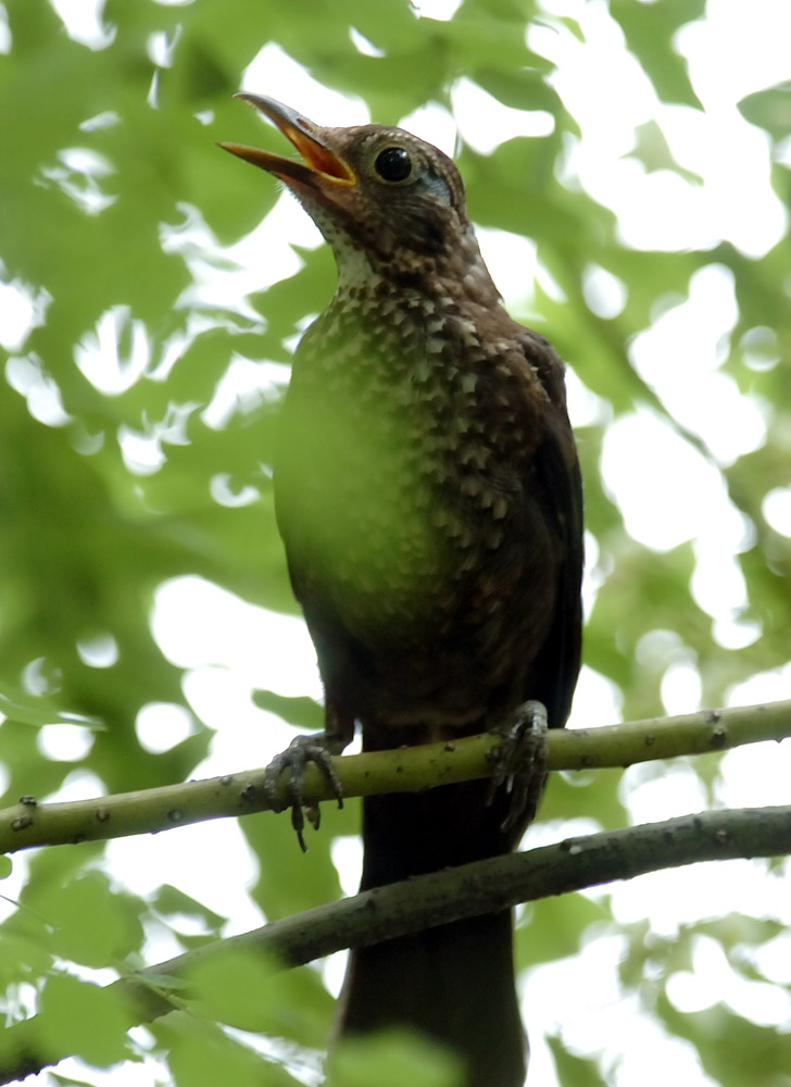 ݴѧ CAI BIRD
