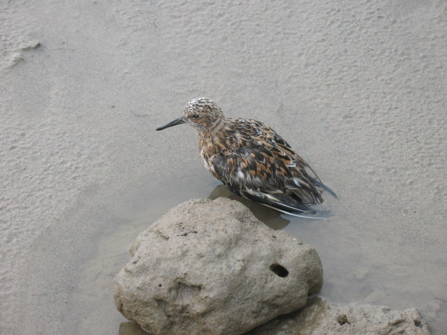 Ƭ 054.jpg