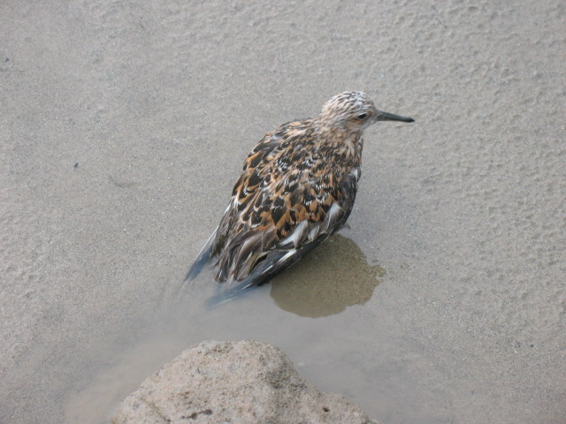 Ƭ 055.jpg