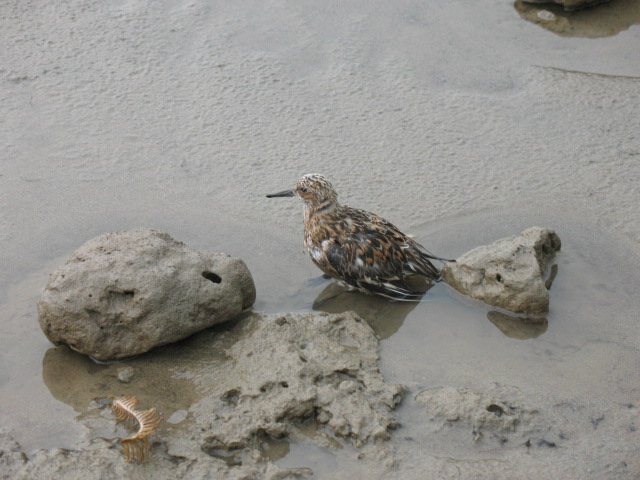 Ƭ 053.jpg