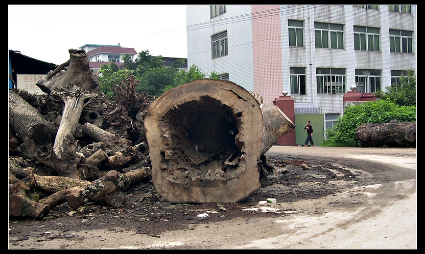 大树09.jpg