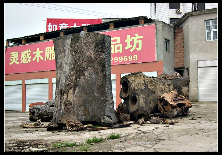 大树01.jpg