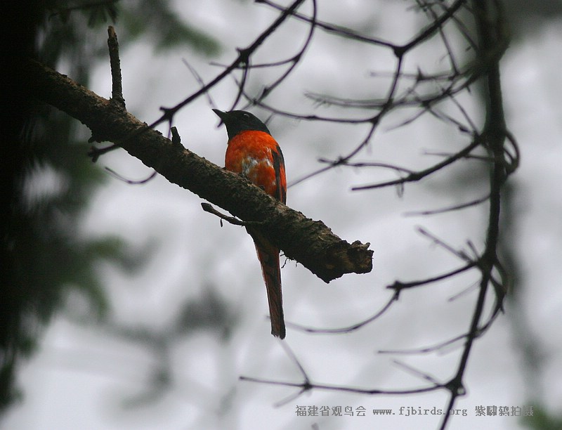 duanzuishanjiaoniaoxiong.jpg