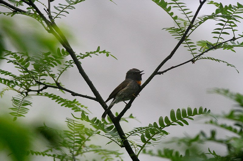chengxiongjiweng3.jpg