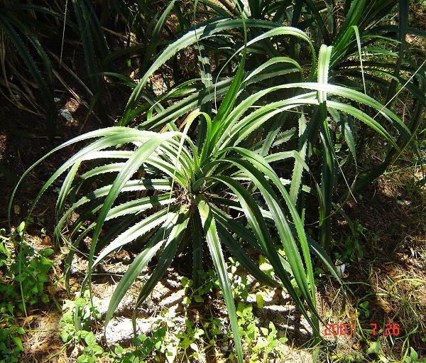 东山岛东门屿上的植物，长在沙地上