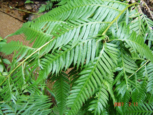 据说是某种桫椤？叶片和我的手臂一样长