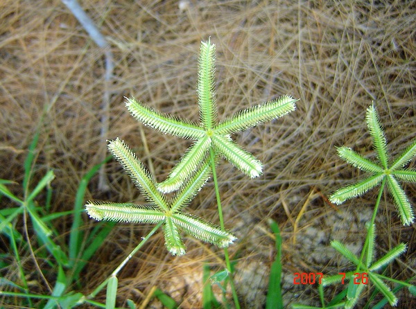 东门屿沙地植物