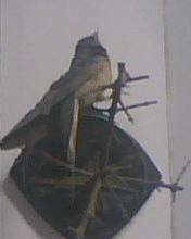 20070727160702.jpg