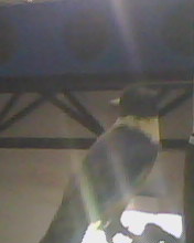 20070727160901.jpg