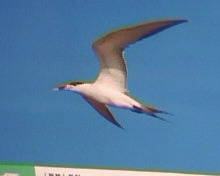20070728085702.jpg