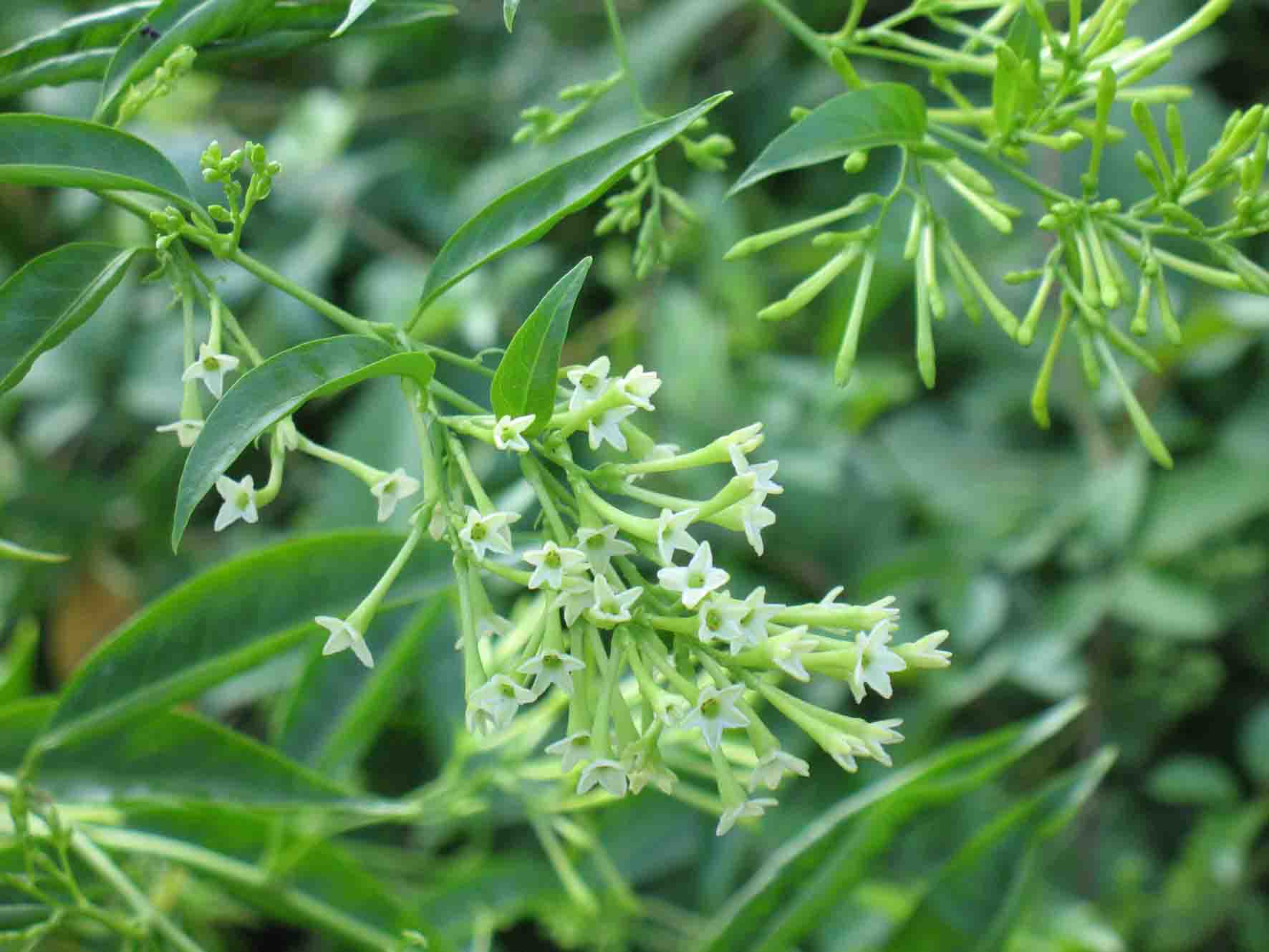 洋素馨（茄科）.jpg