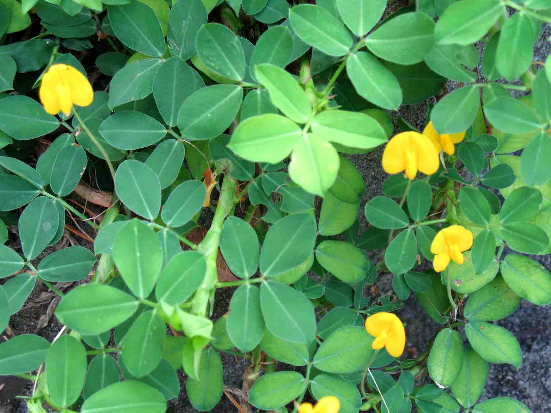 蔓花生，又名巴西花生、黄金万两（豆科）.jpg