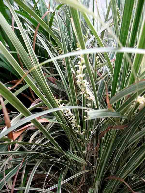 银线草1（百合科）.jpg