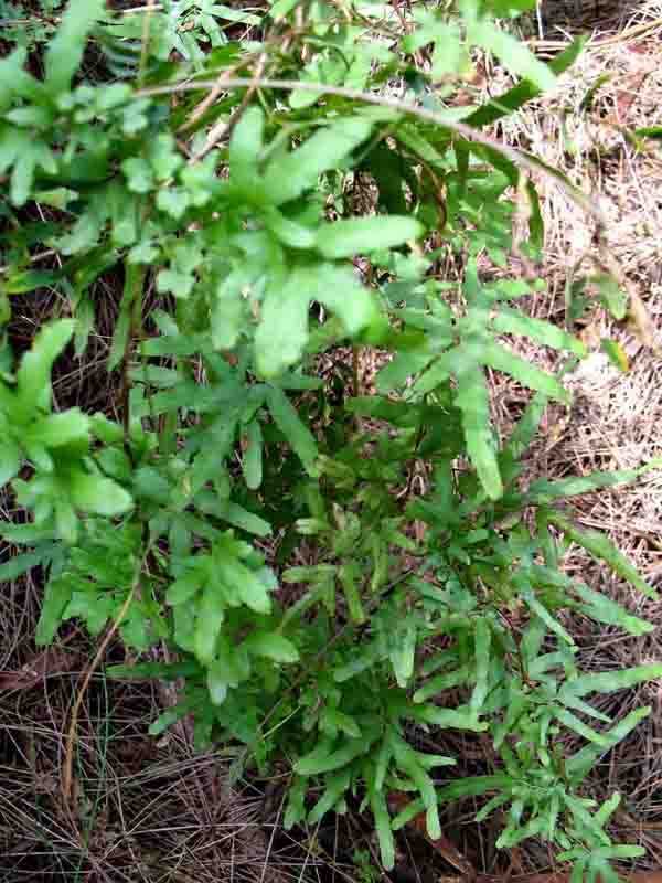 牡荆（马鞭草科）？.jpg