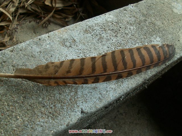 PICT6525.JPG
