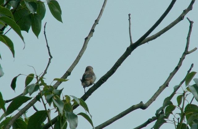 PICT6491.JPG