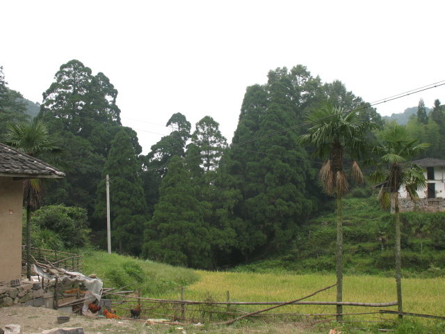 Ƭ 020.jpg