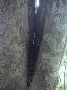 发达的萌发枝（主干消失）.JPG