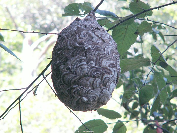 PICT6930.JPG