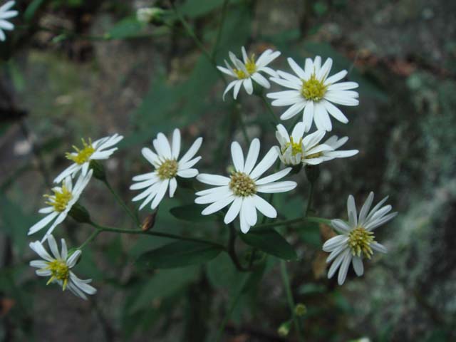 菊科-山白菊3副本.jpg