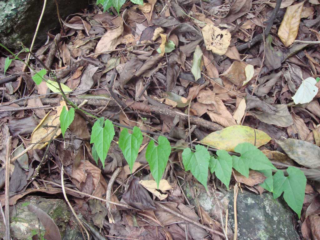 茅瓜（老鼠拉冬瓜）1副本.jpg