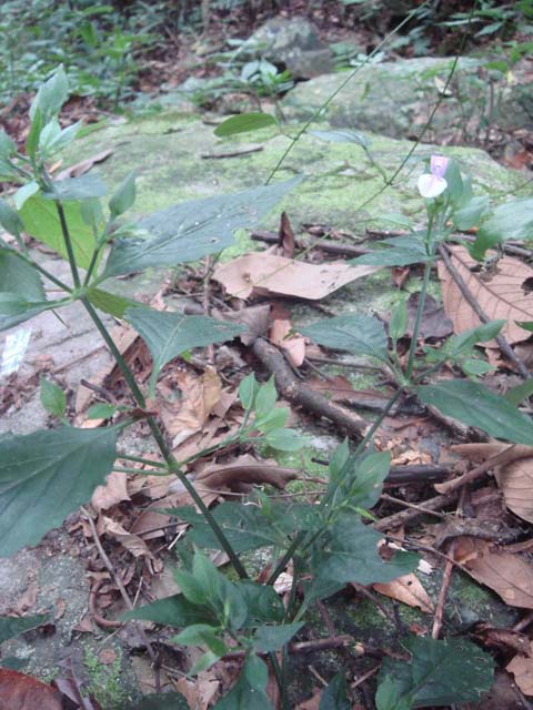 九头狮子草4副本.jpg