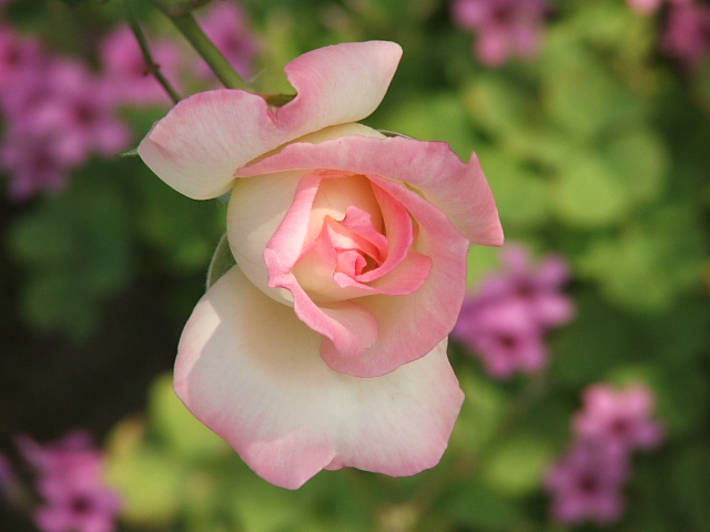 DSCF6403.JPG