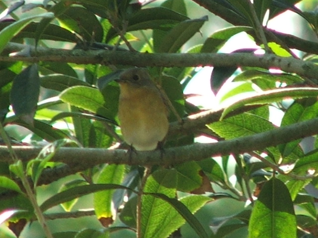 DSCF6443.JPG
