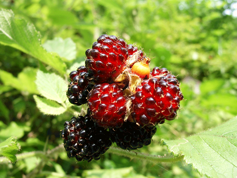 3��ĳ��ݮ��