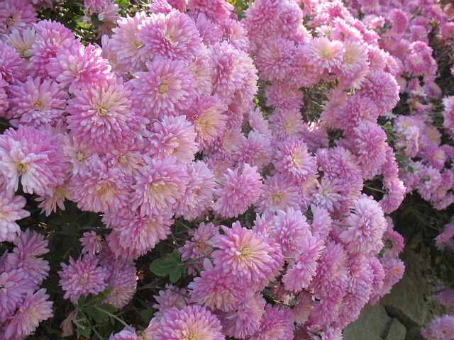 Ƭ 010_0007.jpg