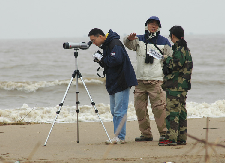 �˸�����