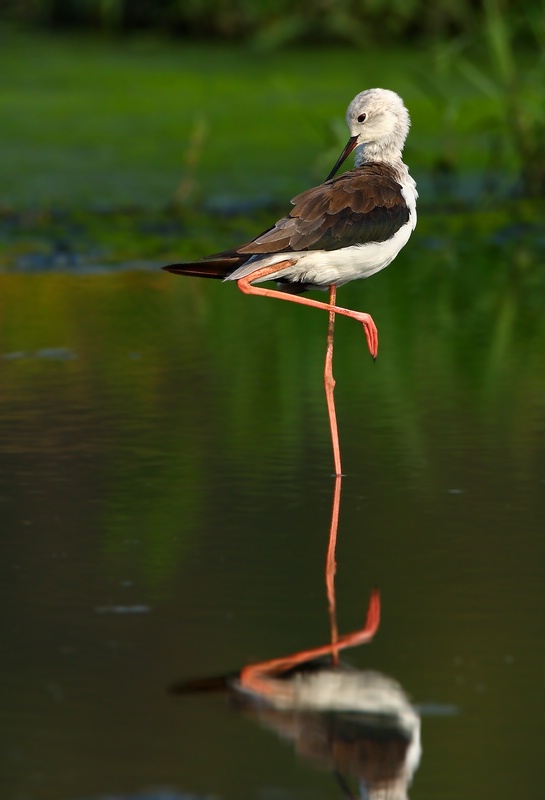 ڳ᳤1.jpg