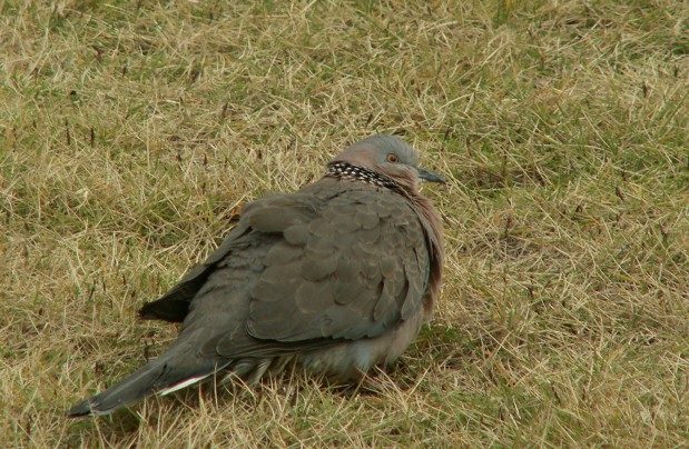 PICT7939.JPG