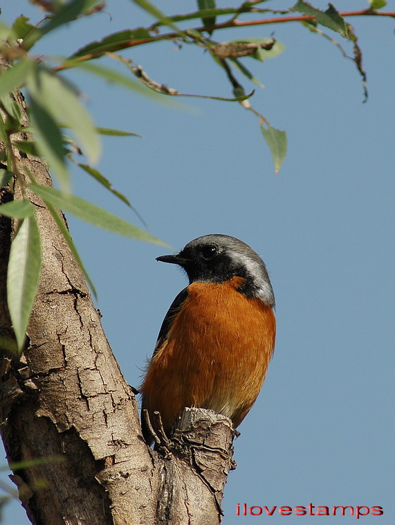 DSC_0245.jpg