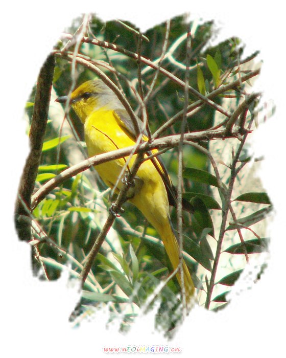 ף