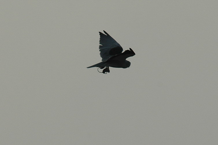 DSC_0157.jpg