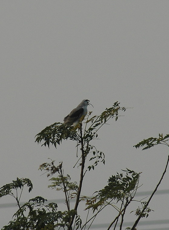 DSC_0172.jpg
