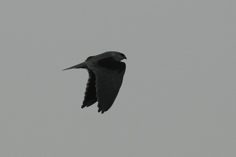 DSC_0331.jpg