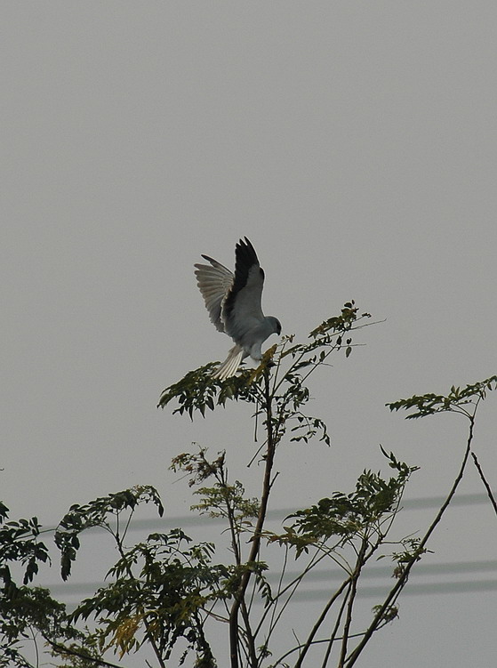 DSC_0161.jpg