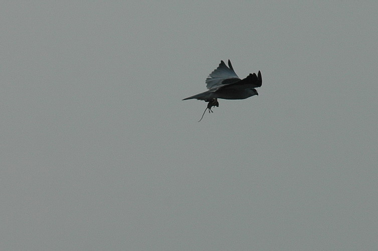 DSC_0159.jpg