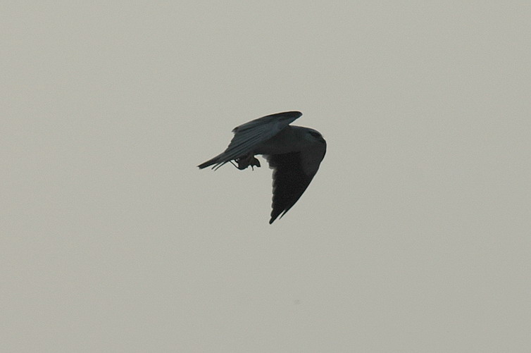 DSC_0155.jpg