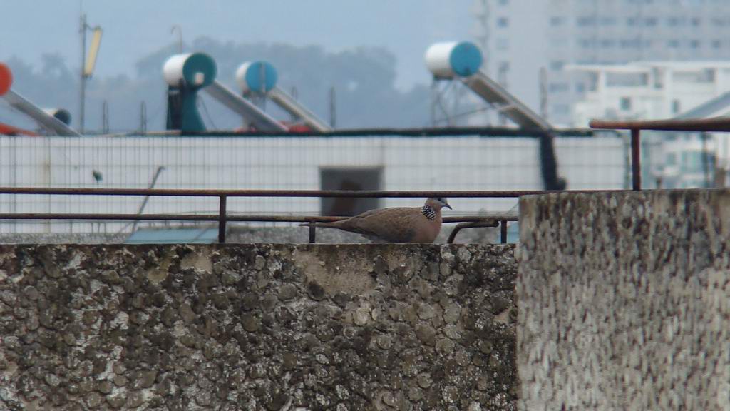 DSC01843.JPG