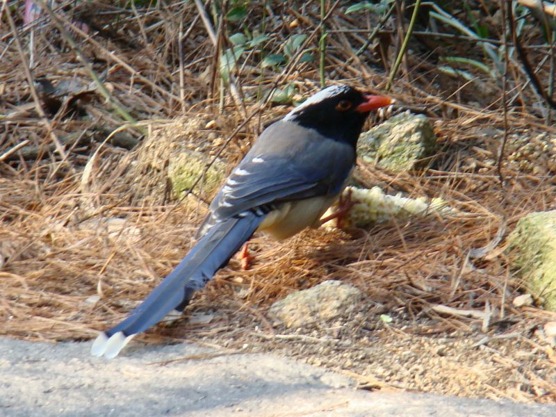 DSC02054-1.jpg