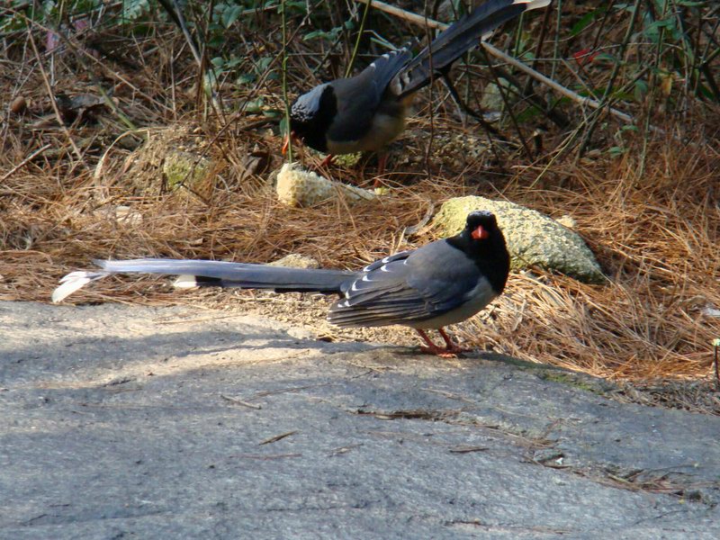 DSC02051-1.jpg