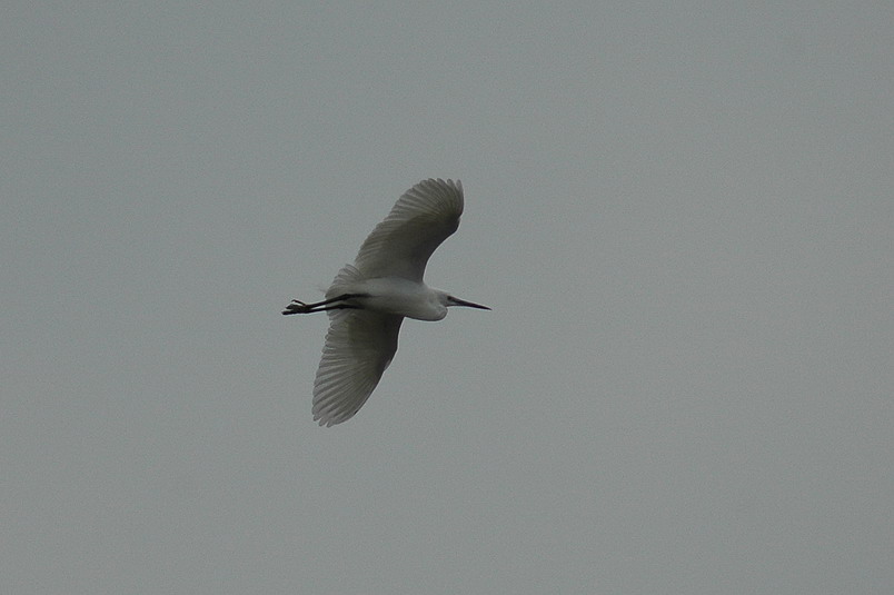DSC_0134.jpg